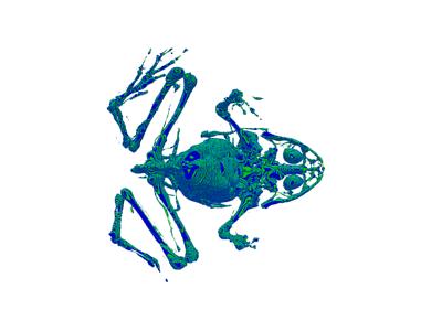 Baseline: pyvista-DataSetFilters-voxelize_binary_mask-12dbb0aec43f8899_04_00