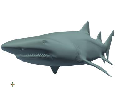 Baseline: pyvista-examples-downloads-download_grey_nurse_shark-67e6ce26295ea288_00_00_vtksz