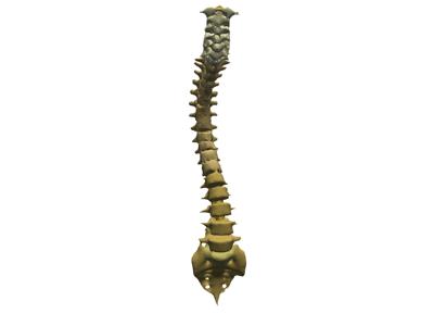 Baseline: sphx_glr_anatomical_groups_003_vtksz