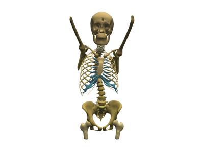 Baseline: sphx_glr_anatomical_groups_007_vtksz
